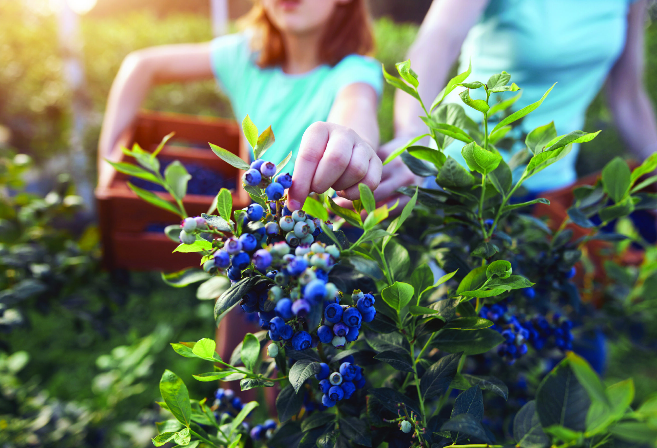 U-Pick Blueberries, Oregon